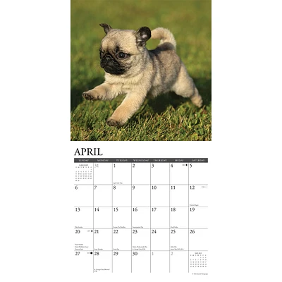 Just Pug Puppies Wall 2025 Calendar