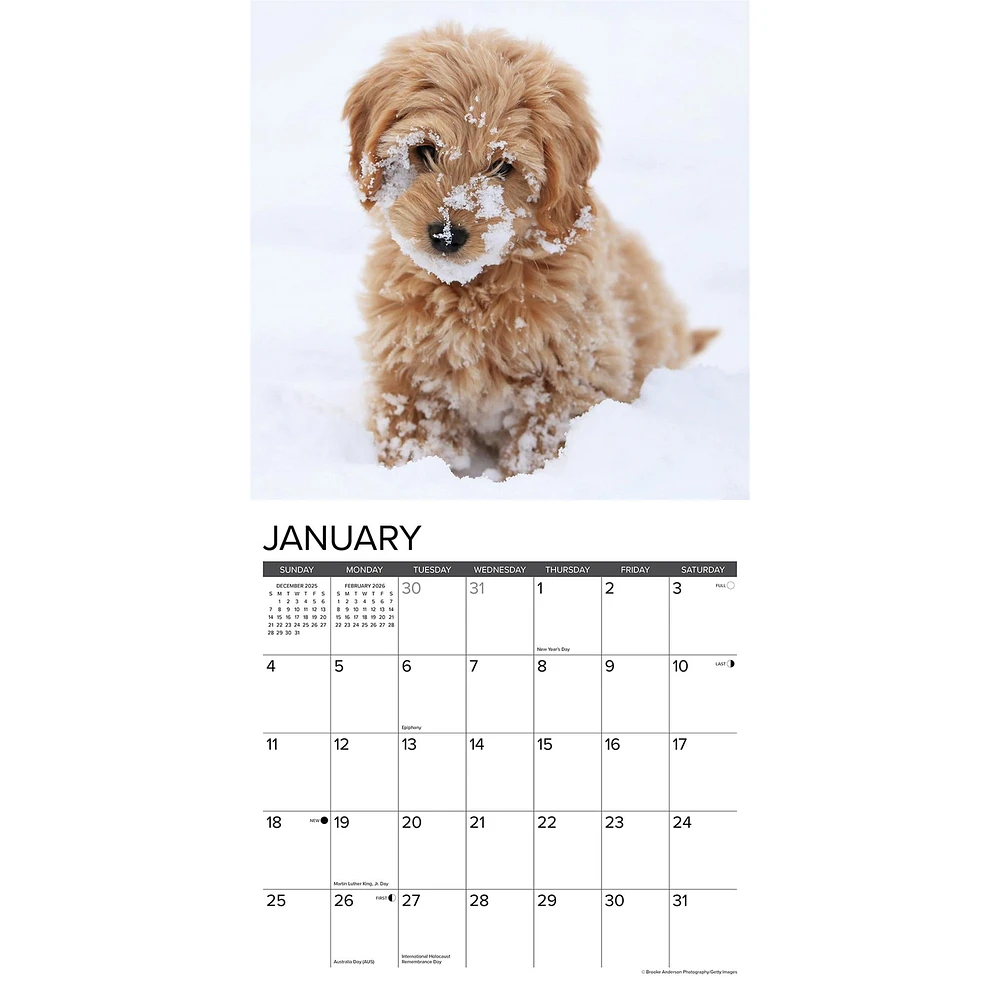 Just Goldendoodle Puppies 2026 Wall Calendar