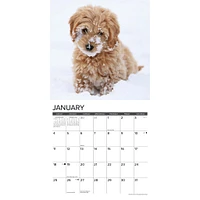 Just Goldendoodle Puppies 2026 Wall Calendar