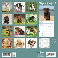 Playful Puppies 2026 Wall Calendar