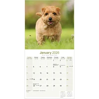 Norwich Norfolk Terrier 2026 Wall Calendar