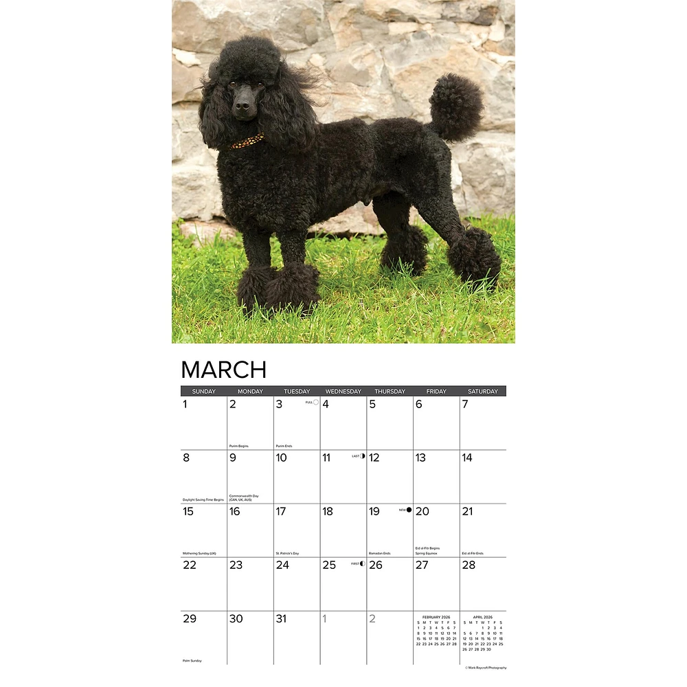 Toy And Miniature Poodles 2026 Wall Calendar - Online Exclusive