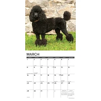 Toy And Miniature Poodles 2026 Wall Calendar - Online Exclusive