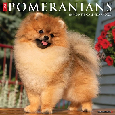 Just Pomeranians 2026 Wall Calendar