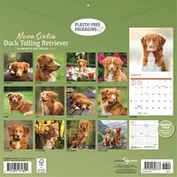 Nova Scotia Duck Tolling Retriever 2026 Wall Calendar