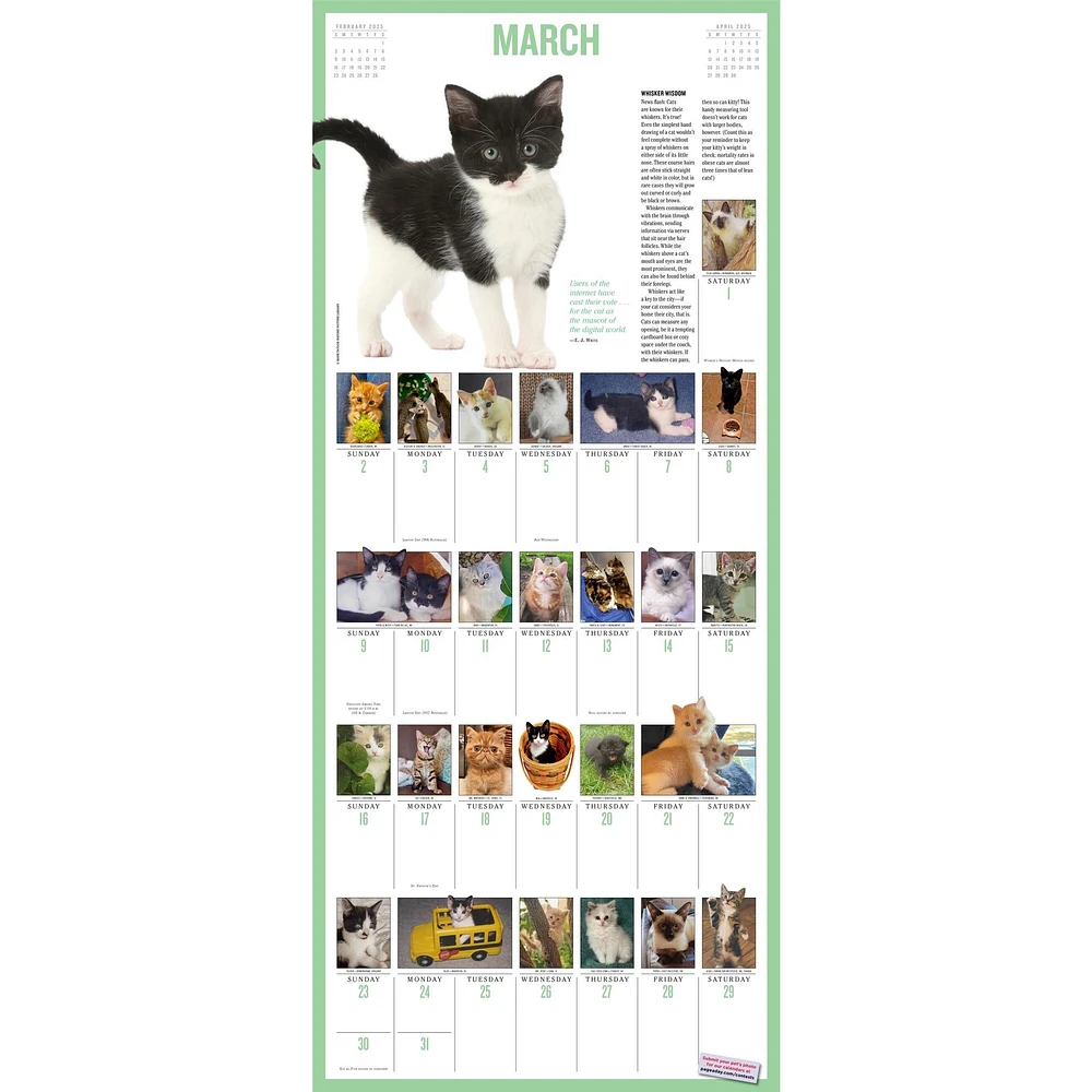 Kittens 365 Wall 2025 Calendar