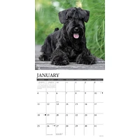 Just Schnauzers 2026 Wall Calendar - Online Exclusive
