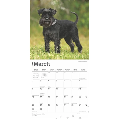 Schnauzers Miniature Wall 2025 Calendar