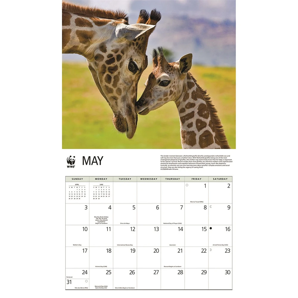 World Wildlife Fund Giraffes 2026 Wall Calendar