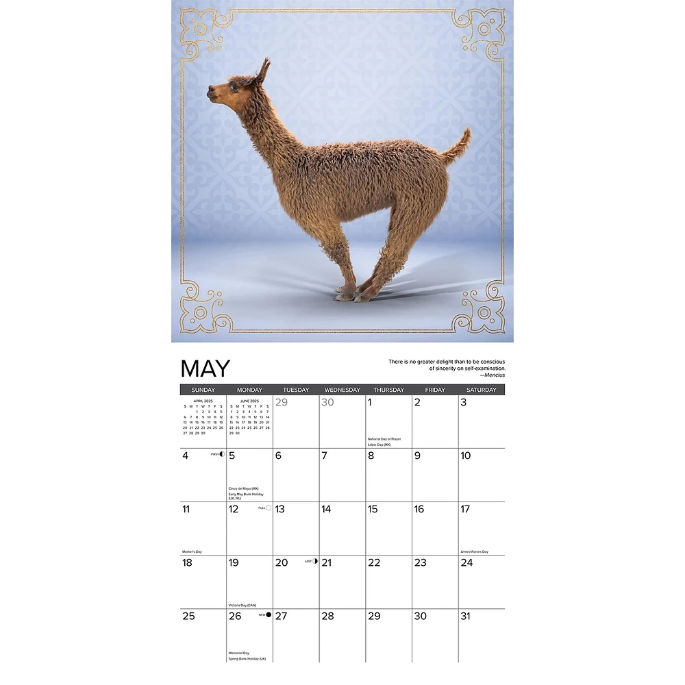 Llama Yoga Wall 2025 Calendar