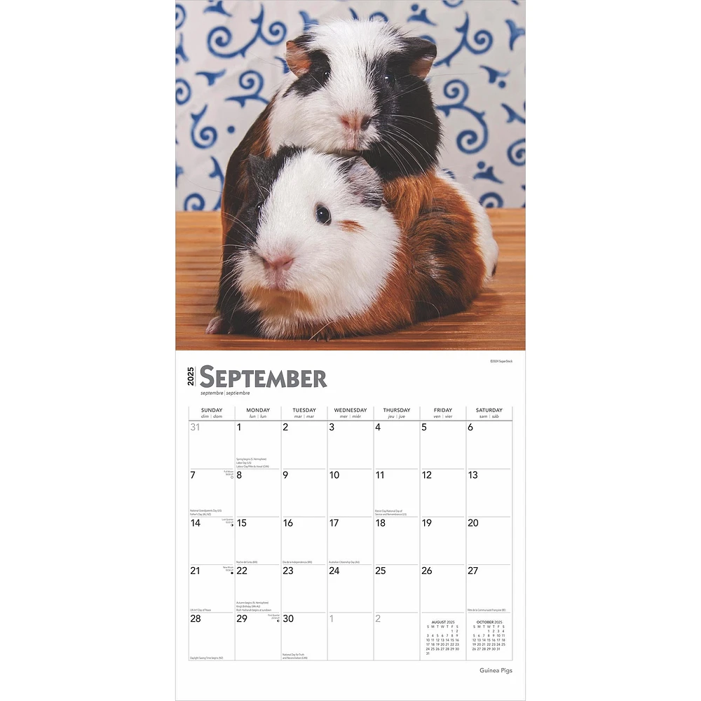 Guinea Pigs Wall 2025 Calendar