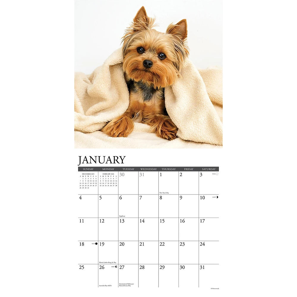 Just Yorkies 2026 Wall Calendar