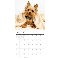 Just Yorkies 2026 Wall Calendar