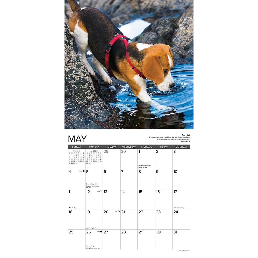 Beagle Rules Wall 2025 Calendar - Online Exclusive