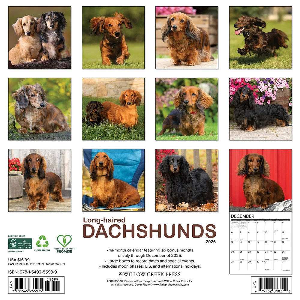 Dachshunds Longhaired 2026 Wall Calendar - Online Exclusive