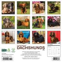 Dachshunds Longhaired 2026 Wall Calendar - Online Exclusive