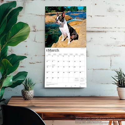 Boston Terriers 2026 Wall Calendar