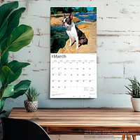 Boston Terriers 2026 Wall Calendar