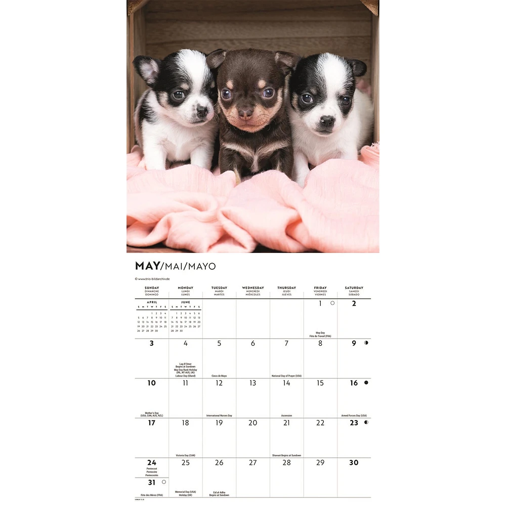 Chihuahua Puppies 2026 Mini Calendar