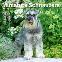 Miniature Schnauzers 2026 Wall Calendar