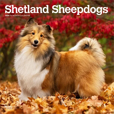 Shetland Sheepdogs 2026 Wall Calendar - Online Exclusive
