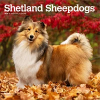 Shetland Sheepdogs 2026 Wall Calendar - Online Exclusive
