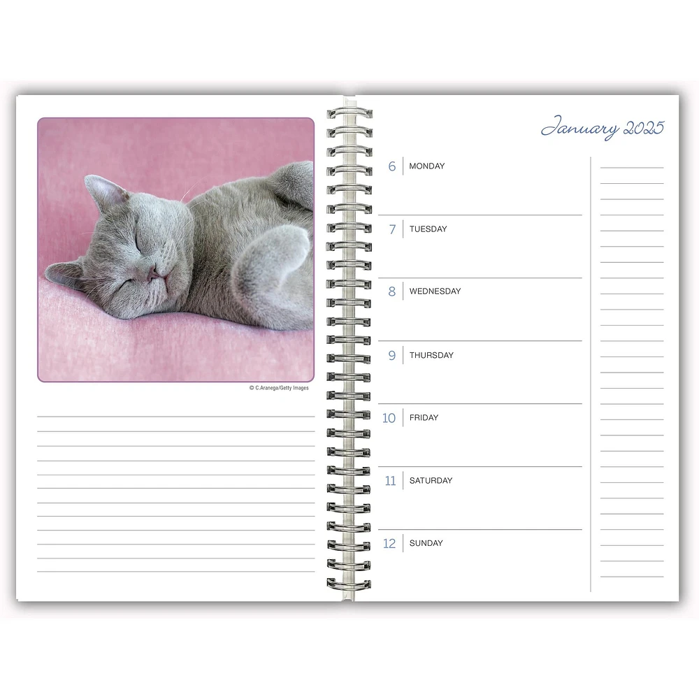 Cat Naps Engagement 2025 Calendar