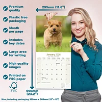 Norwich Norfolk Terrier 2026 Wall Calendar