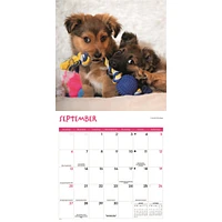 Playful Puppies 2026 Wall Calendar