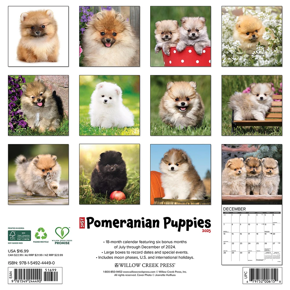 Just Pomeranian Puppies Wall 2025 Calendar