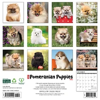 Just Pomeranian Puppies Wall 2025 Calendar