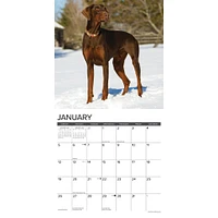 Just Doberman Pinschers Wall 2025 Calendar - Online Exclusive