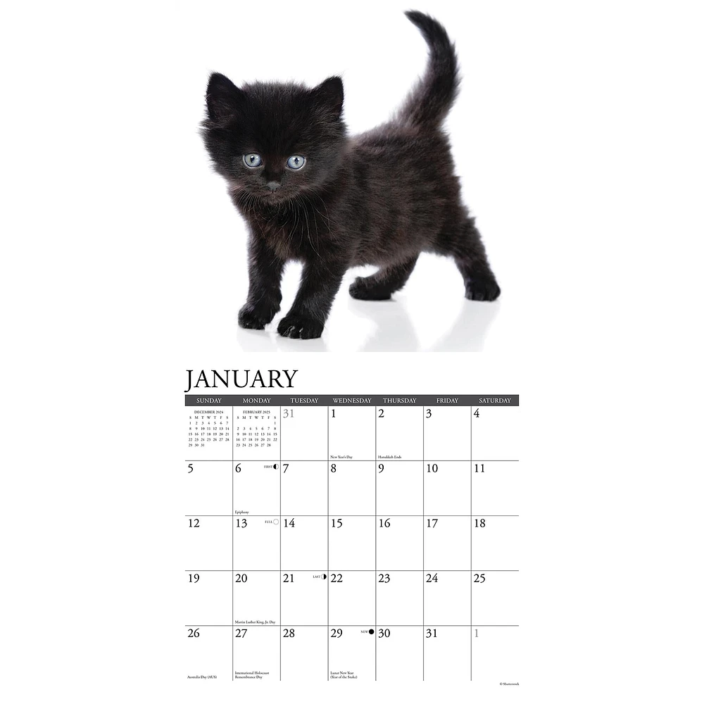 Just Kittens Wall 2025 Calendar