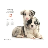 Puppies And Friends 2026 Box Calendar