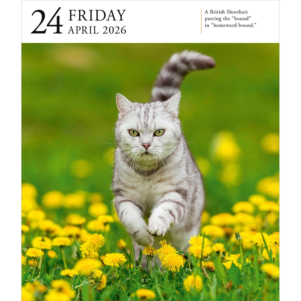 Cat Gallery 2026 Box Calendar