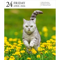Cat Gallery 2026 Box Calendar
