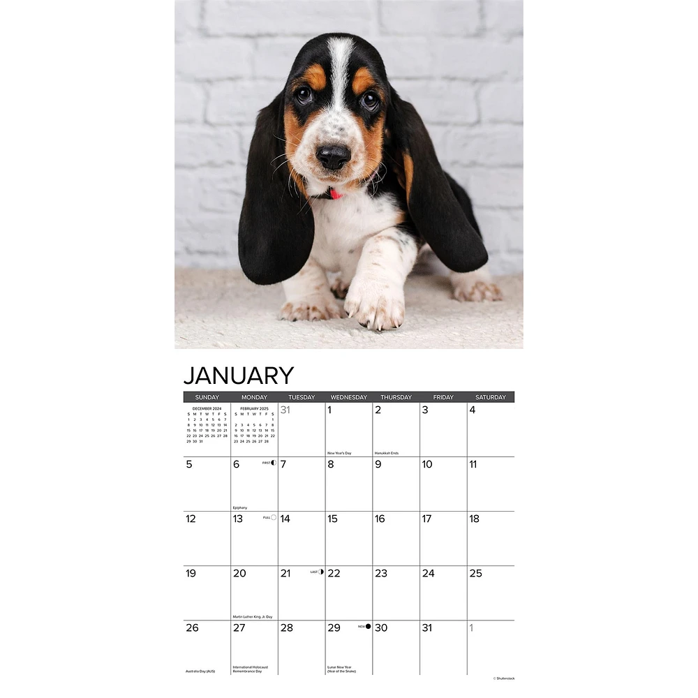 Just Basset Hound Puppies Wall 2025 Calendar