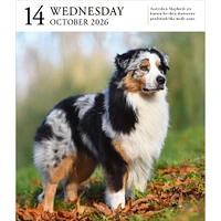 Dog Gallery 2026 Box Calendar