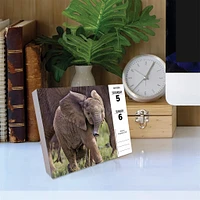 Baby Animals Box 2025 Calendar - Online Exclusive