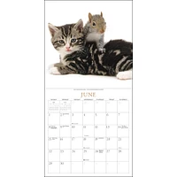 Kittens And Friends Wall 2025 Calendar