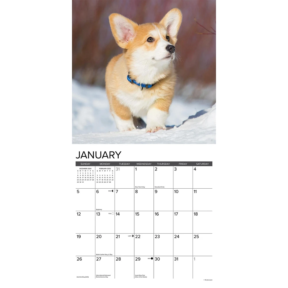 Just Corgi Puppies Wall 2025 Calendar