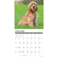Just Cocker Spaniels 2026 Wall Calendar
