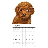 Just Poodle Puppies 2026 Wall Calendar - Online Exclusive