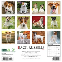 Just Jack Russells 2026 Wall Calendar