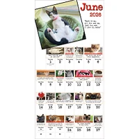 Bad Cat 2026 Wall Calendar - Online Exclusive