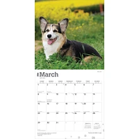 Welsh Corgis Pembroke 2026 Wall Calendar - Online Exclusive