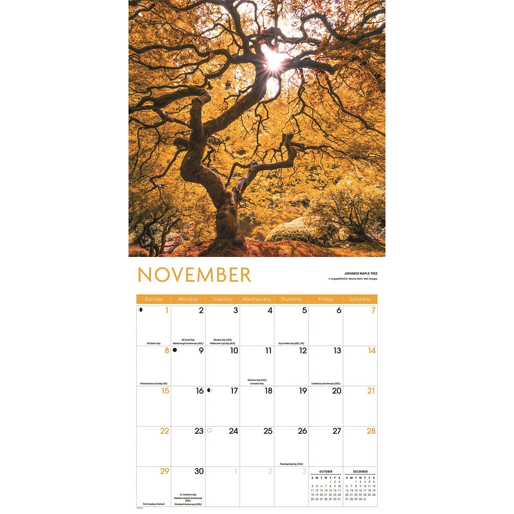Trees 2026 Wall Calendar