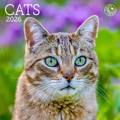 Cats 2026 Mini Calendar