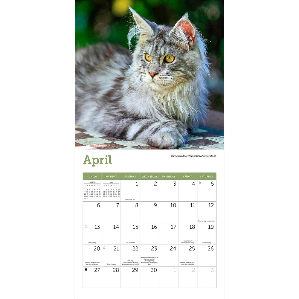 Cats Mini 2025 Calendar