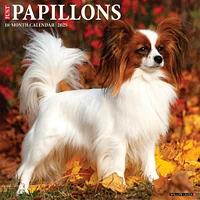 Just Papillons Wall 2025 Calendar